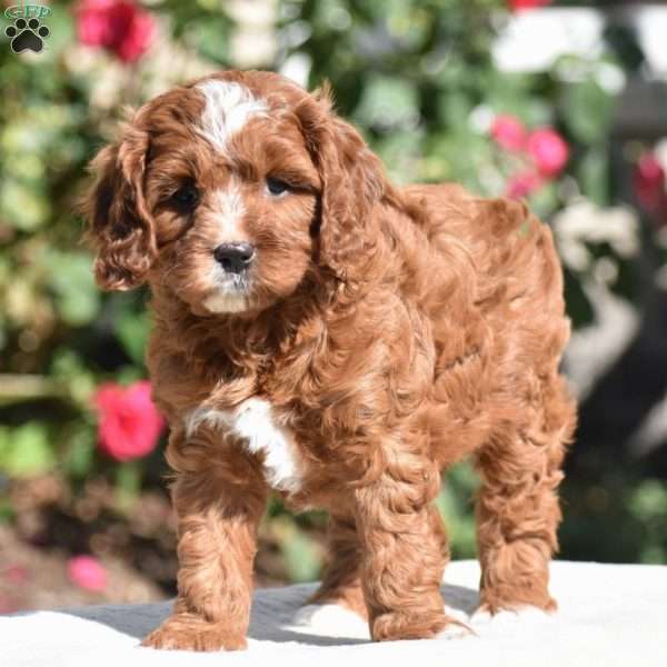 June, Cavapoo Puppy
